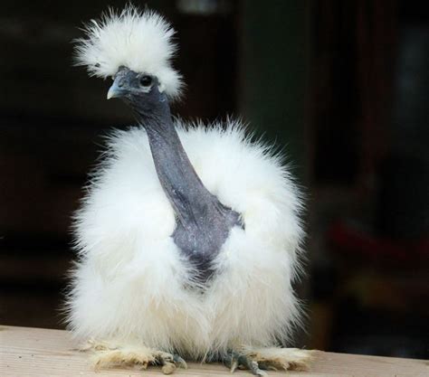 showgirl silkie chickens|Breeding Silkies and Showgirls